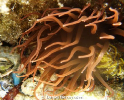 lovely lighting on a sea anenome
 by Daniel Blechynden 